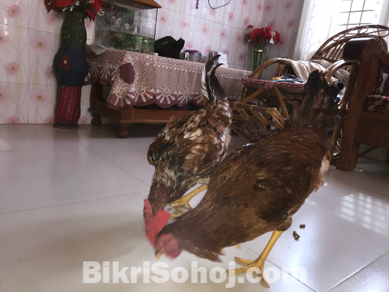 টাইগার (মোরগ)